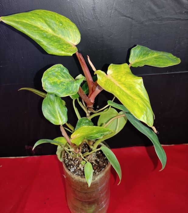 Рослинки на обмін.