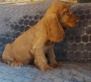 Szczeniak cocker spaniel angielski