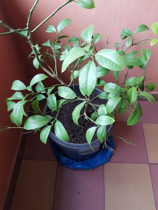 Drzewko cytrynowe Cytrus cytryna