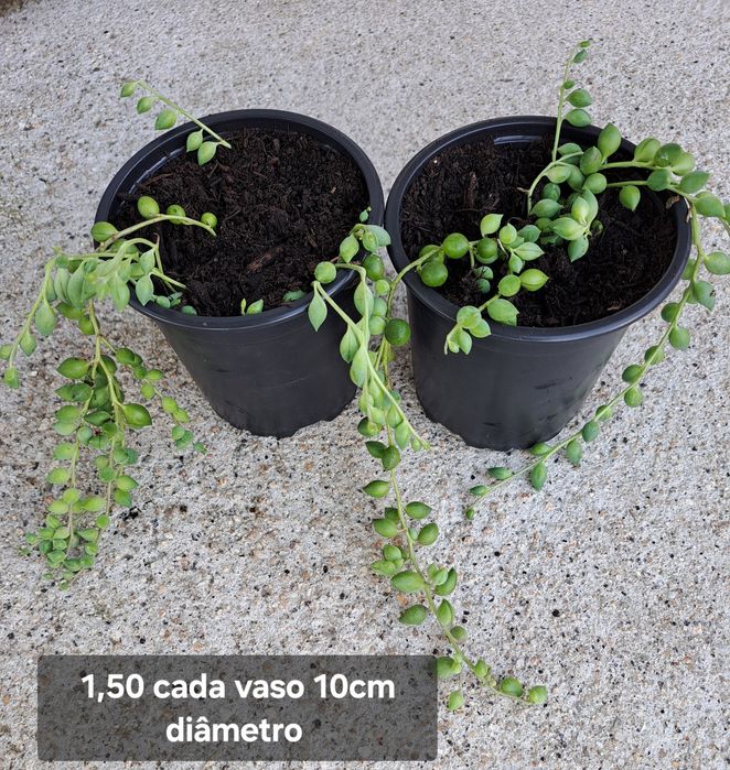 Plantas  suculentas