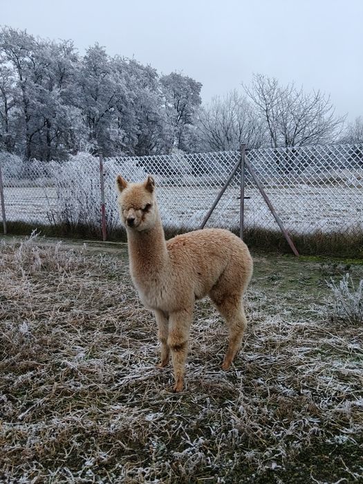 Samica Alpaki Blanka