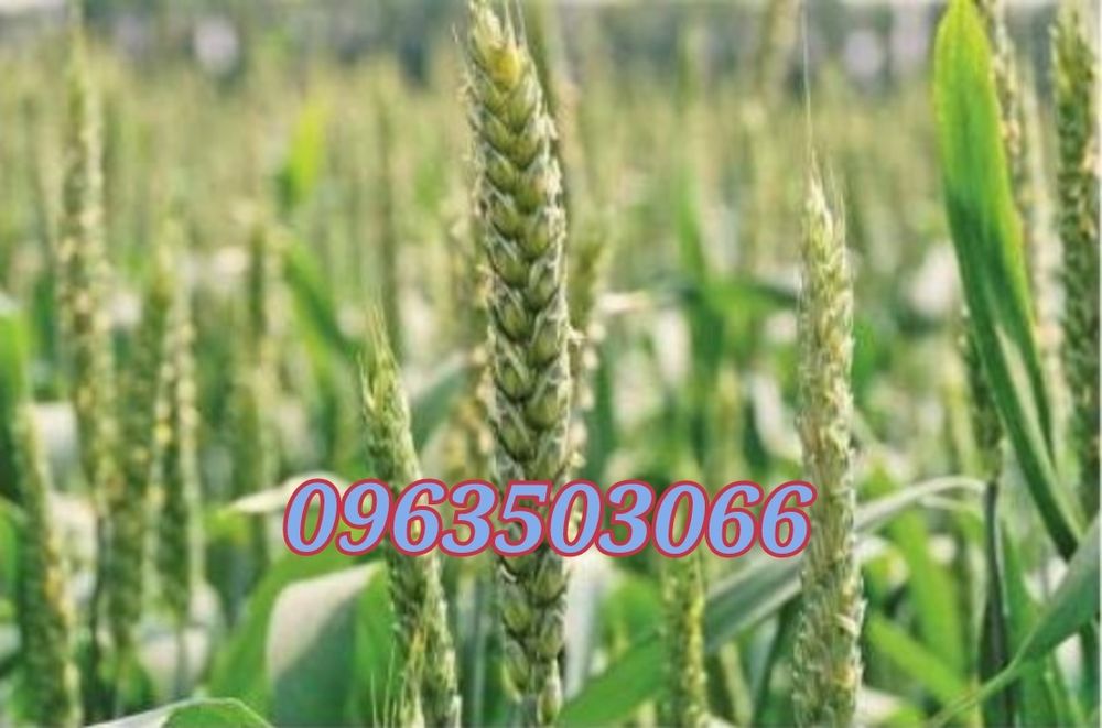 Пшениця озима на посів Мулан