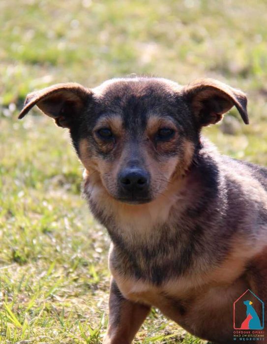 Mała sunia Sansa szuka domu