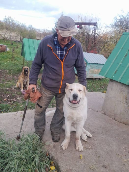 Середньоазійська вівчарка, хлопчик