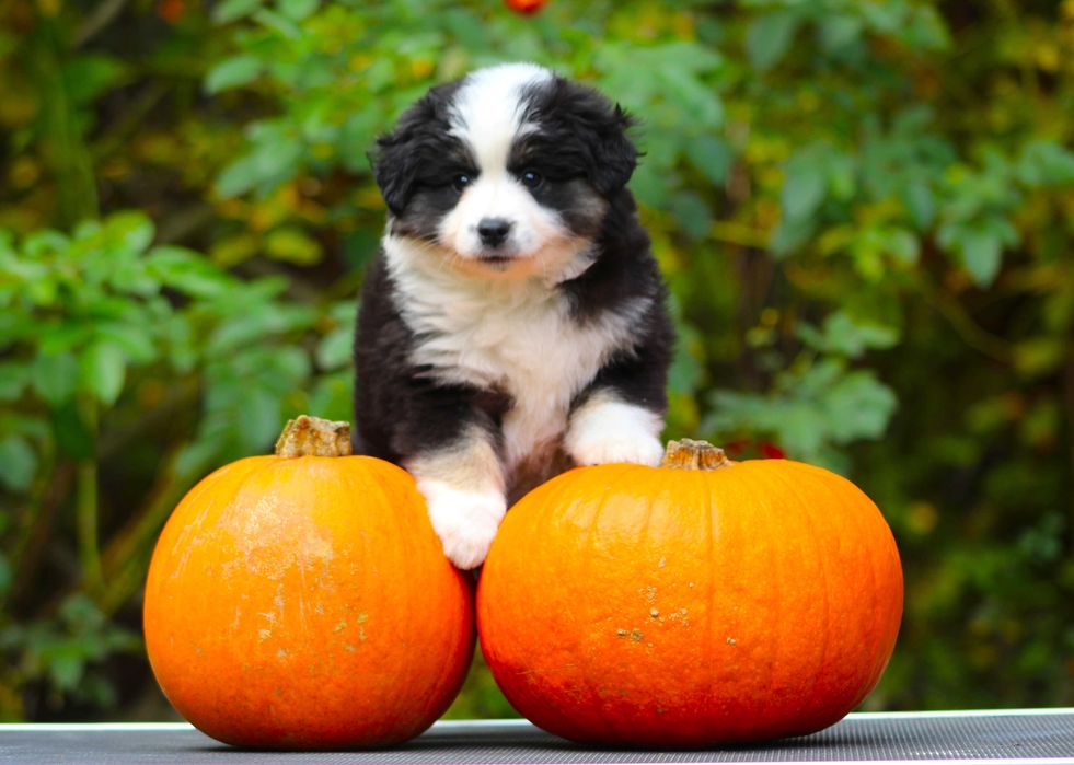 Miniaturowy owczarek amerykański mini aussie MAS