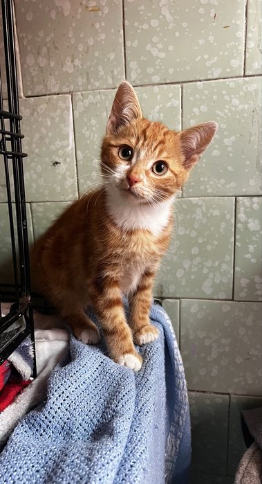Kotek do adopcji