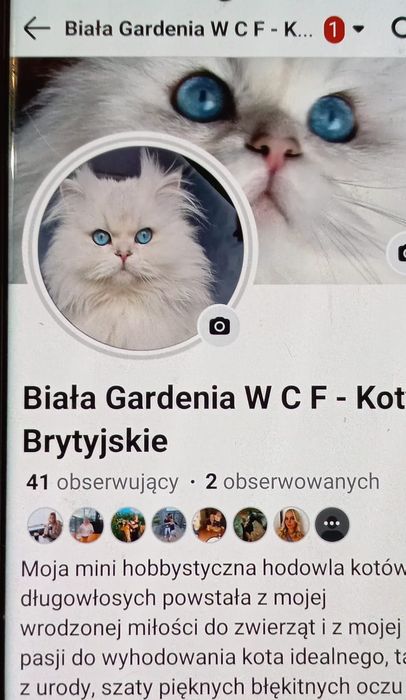 Rodowodowy piękny point BLH ns 21 33 długowłosy o błękitnych oczach