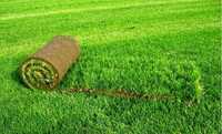 Trawa z rolki - piękny trawnik w jeden dzień -trawnik rolowany PREMIUM