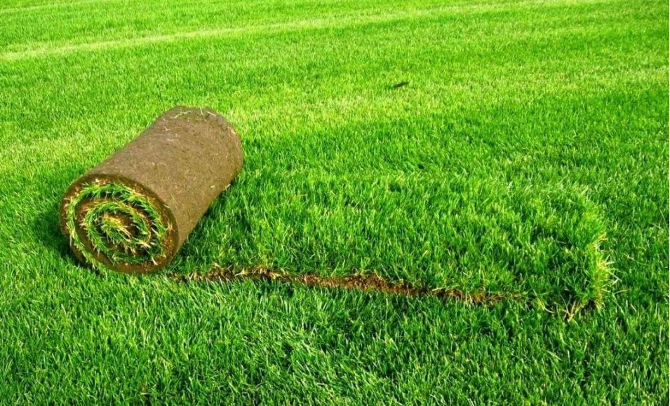 Trawa z rolki - piękny trawnik w jeden dzień -trawnik rolowany PREMIUM