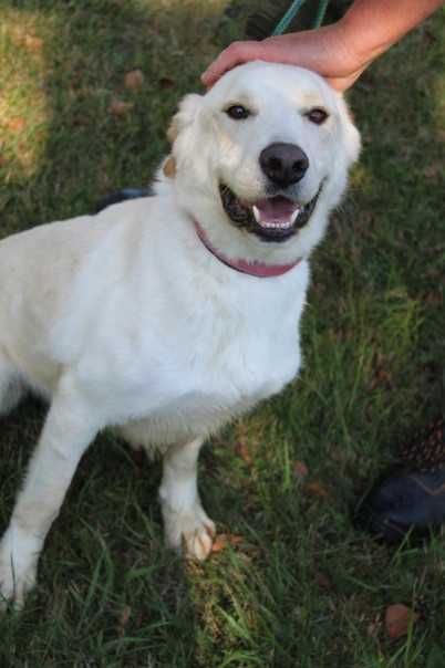 Labrador mix Ciastek Szuka domu -schronisko Bełchatów-aktualne