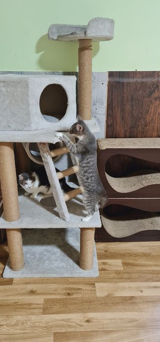 Кошеня дівчинка смугаста сіробіла