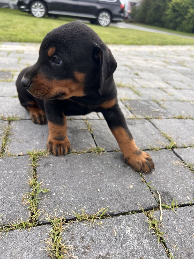 Dobermany z rodowodami-gotowe do odbioru