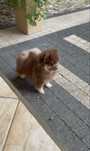 Pomeranian suczka choco tan czekoladowa