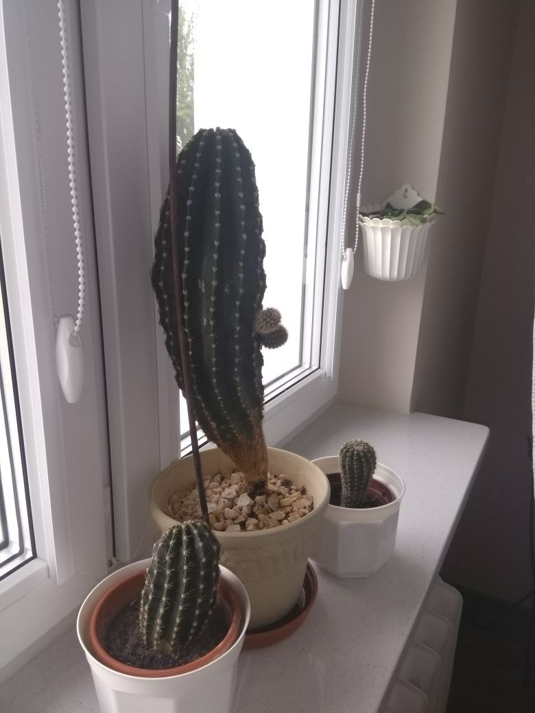 Kaktus - roślina domowa
