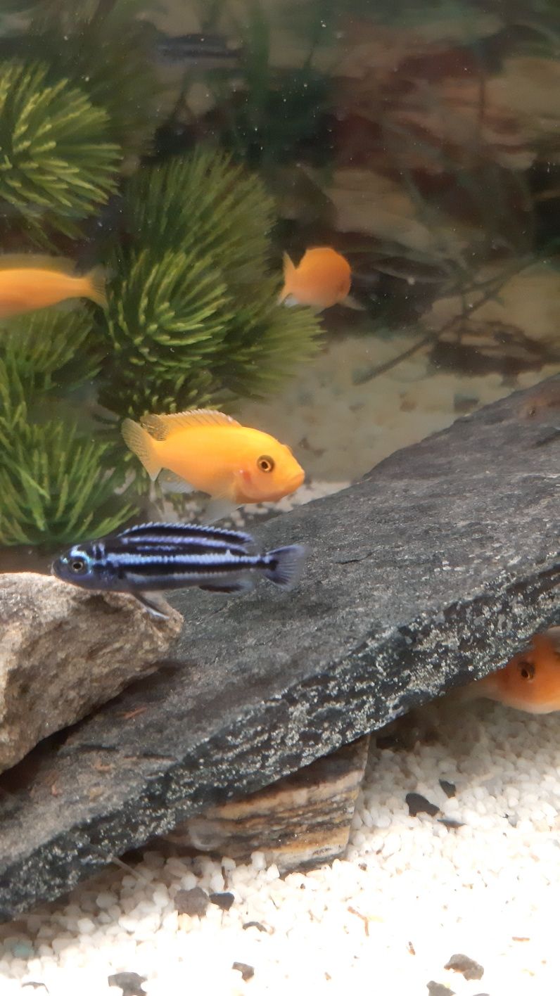 Pyszczaki  Malawi Melanochromis maingano