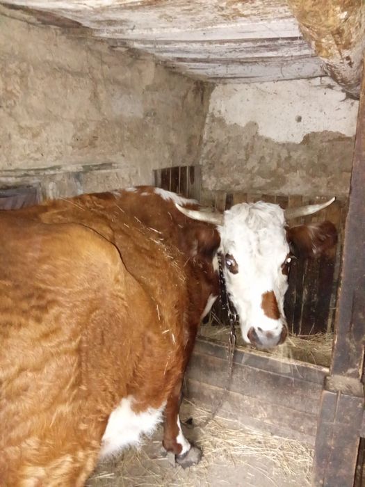 Продам корову ..