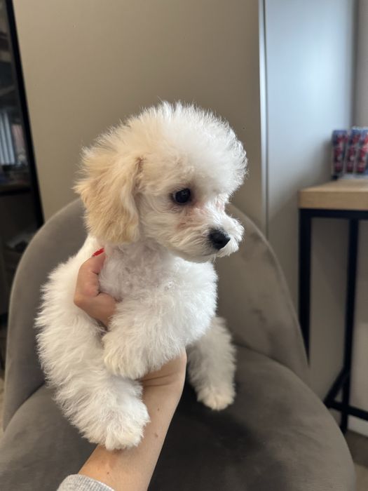 Міні дівчинка Мальтипу F1 Тедді фейс пудель