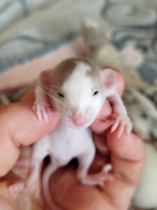 Пацюки дамбо, криси