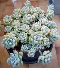 Suculentas sedum clavatum