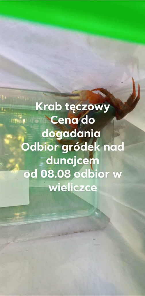 Krab tęczowy +pojemnik
