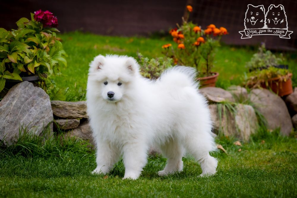 Szczenię Samoyed ZKWP/FCI gotowy do zmiany domu