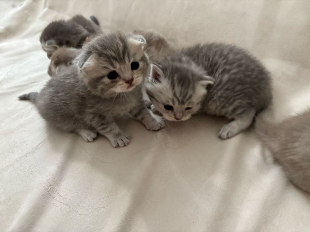 Котята шотландские и Линкс пойнт