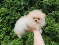 Suczka - Szpic miniaturowy Pomeranian