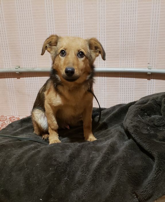 Щенок подросток Рыжик