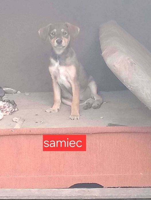 Szczeniaki do adopcji