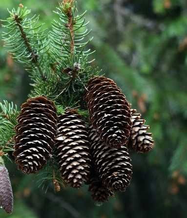Suche SZYSZKI ŚWIERKOWE do ozdób, stroików