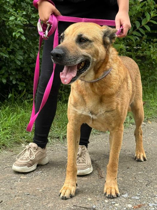 Rysiu- psiak w typie shar pei