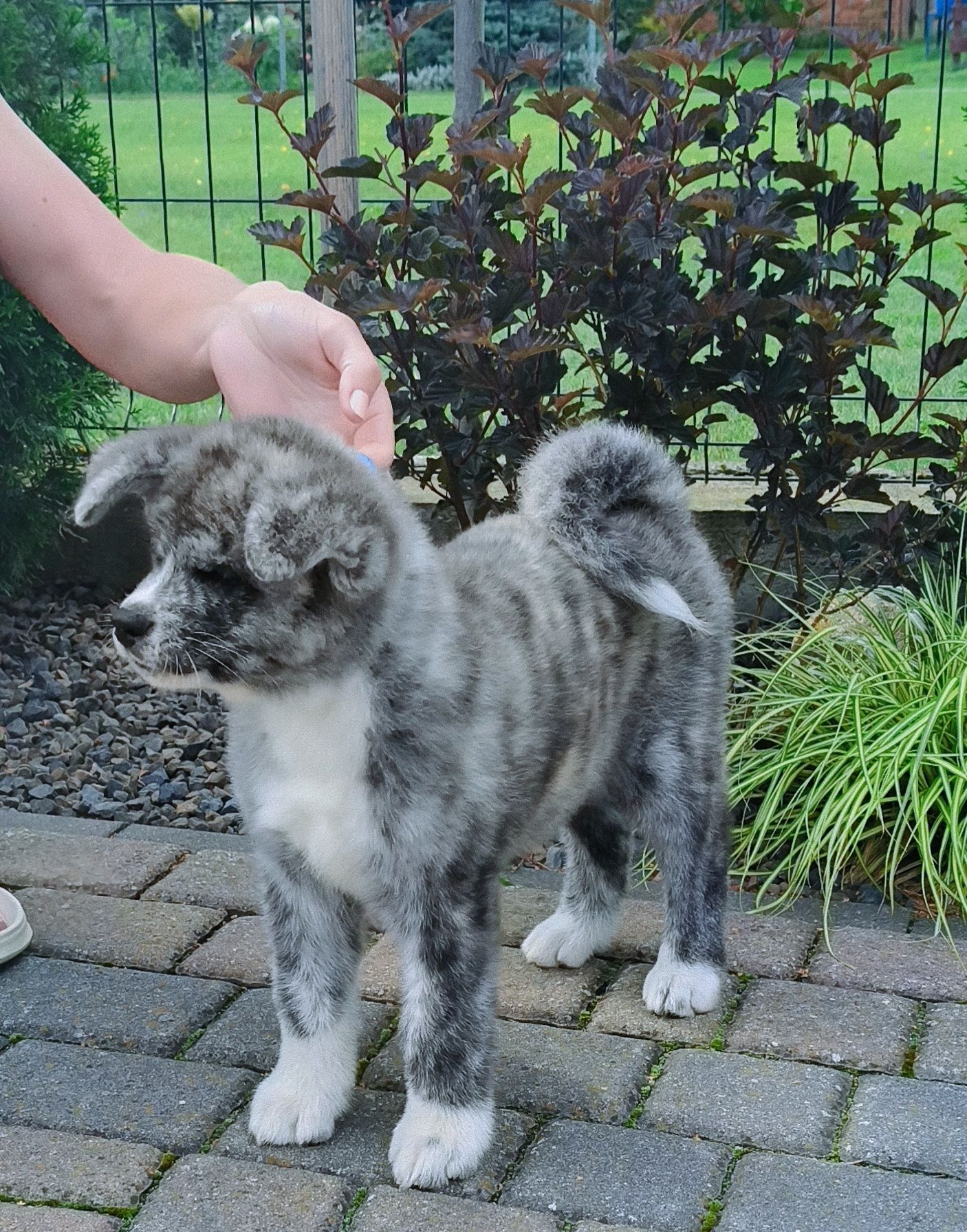 Akita Inu ZKwP/FCI już do odbioru