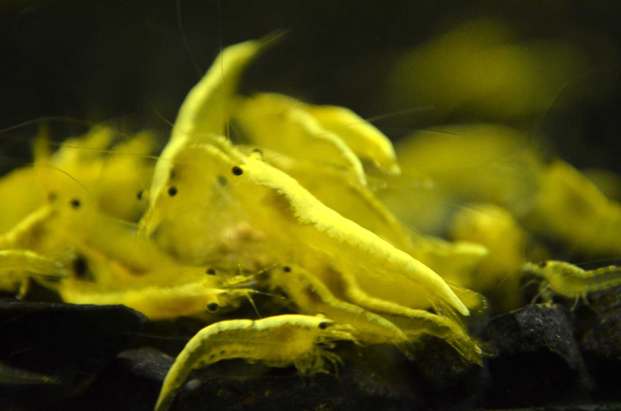 "Krewetki Yellow Neon, Rozświetlą Twoje Akwarium: wysyłka tylko inPost