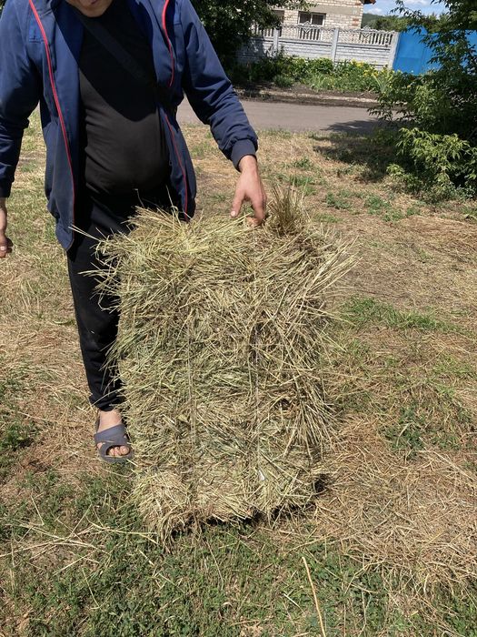 Продам СІНО В ТЮКАХ лугове