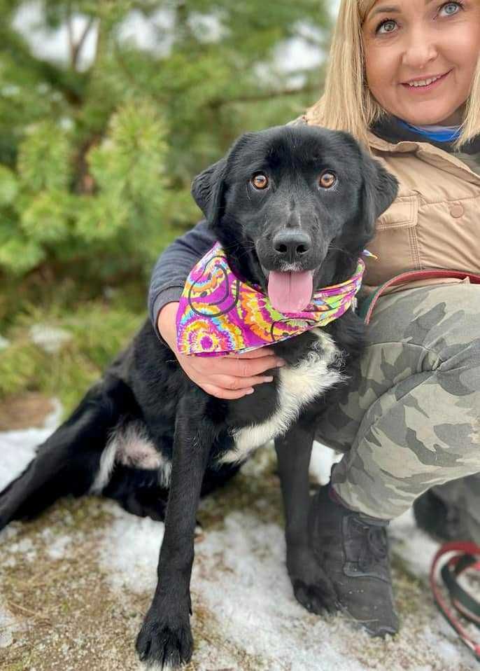 Wyrósł za duży, miał być labradorem? Teddy do adopcji ze schroniska!