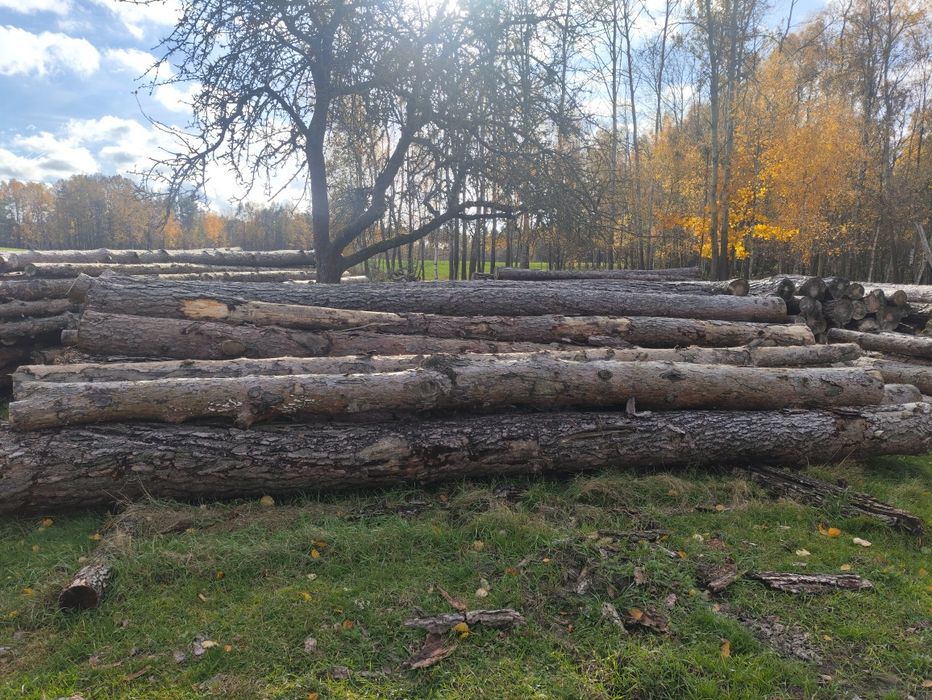 Sosna drzewo tartaczne, dąb pcd