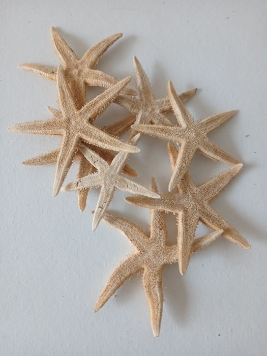 Estrelas do mar secas