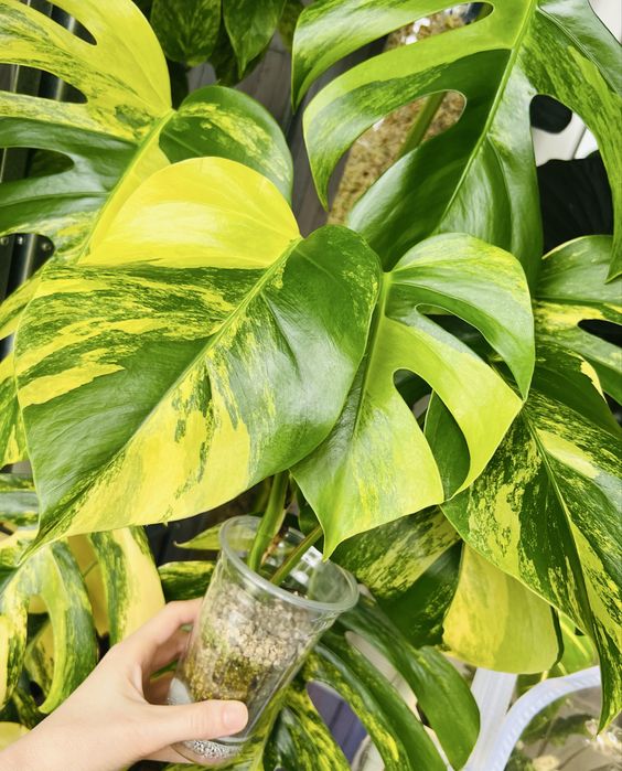 Монстера Yellow варієгатна жовта