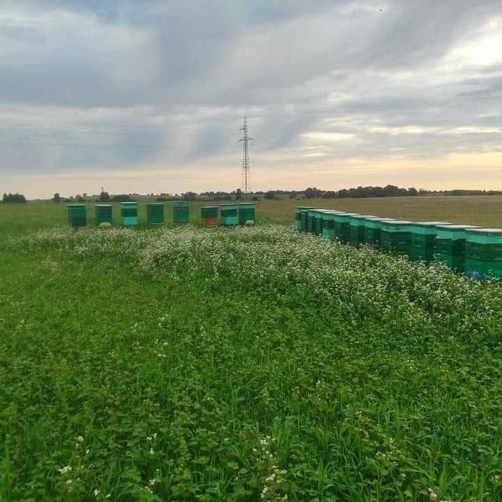 Naturalny miód z Rodzinnej Pasieki