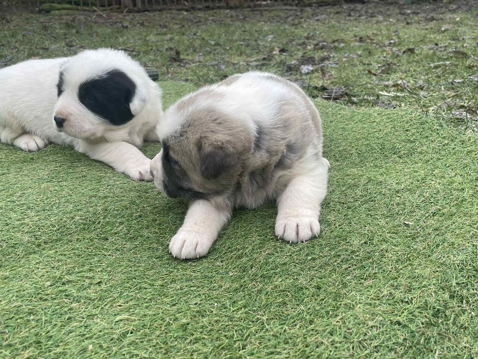 Szczeniaki owczarek środkowoazjatycki