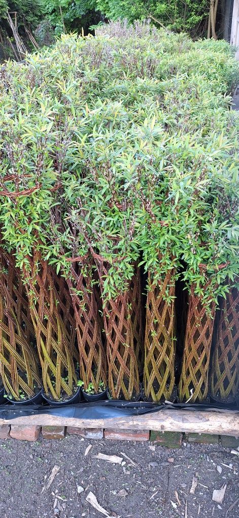 Wierzba pleciona Salix
