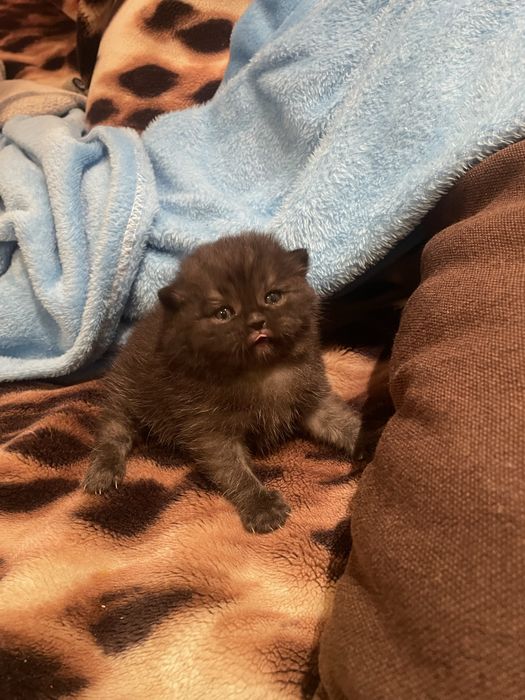 Плюшевий кумочок щастя