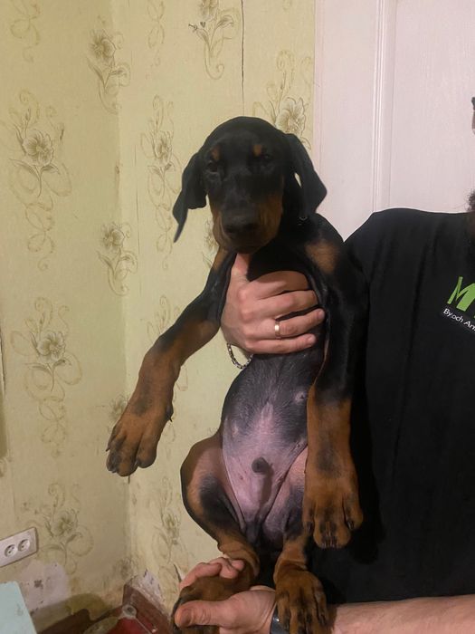 Цуценя добермана