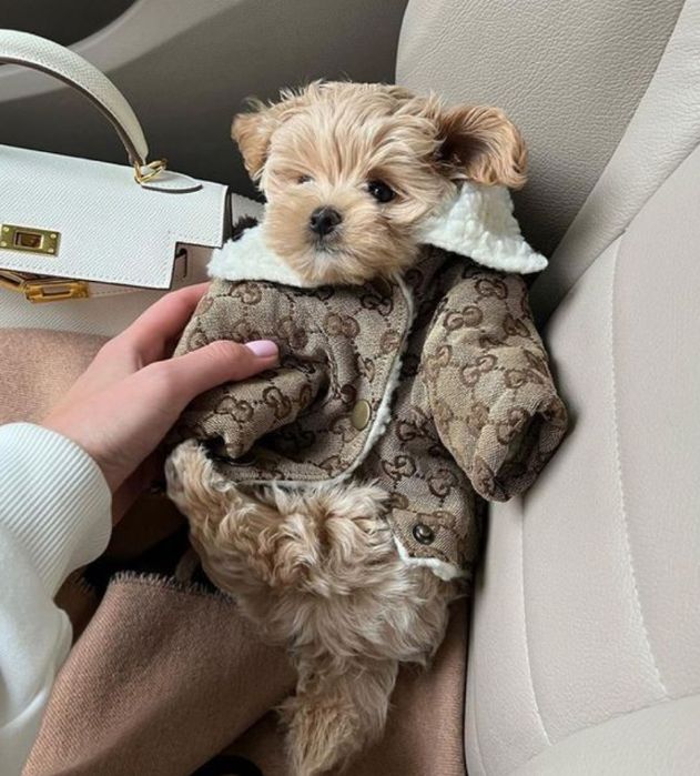 Мальтипу premium mini