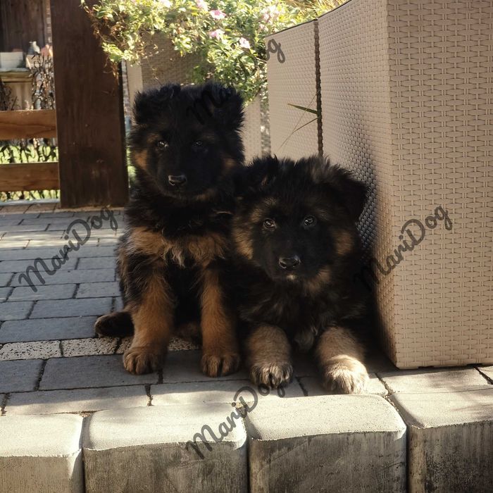 JUZ do ODBIORU! Owczarek niemiecki długowłosy suczka szczeniak pies