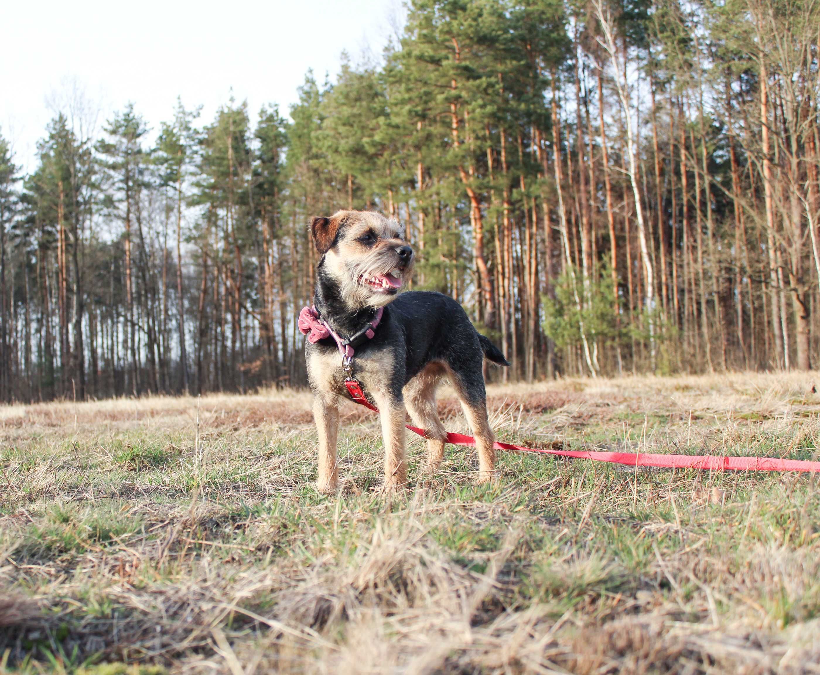 Border Terrier FCI, ZKwP - REZERWACJA 2024 - domowa hodowla