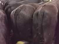 Byczki odsadki zarlaki mięsne