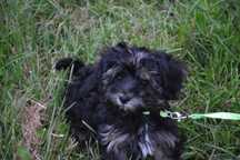 maltipoo piękny czarny szczeniak