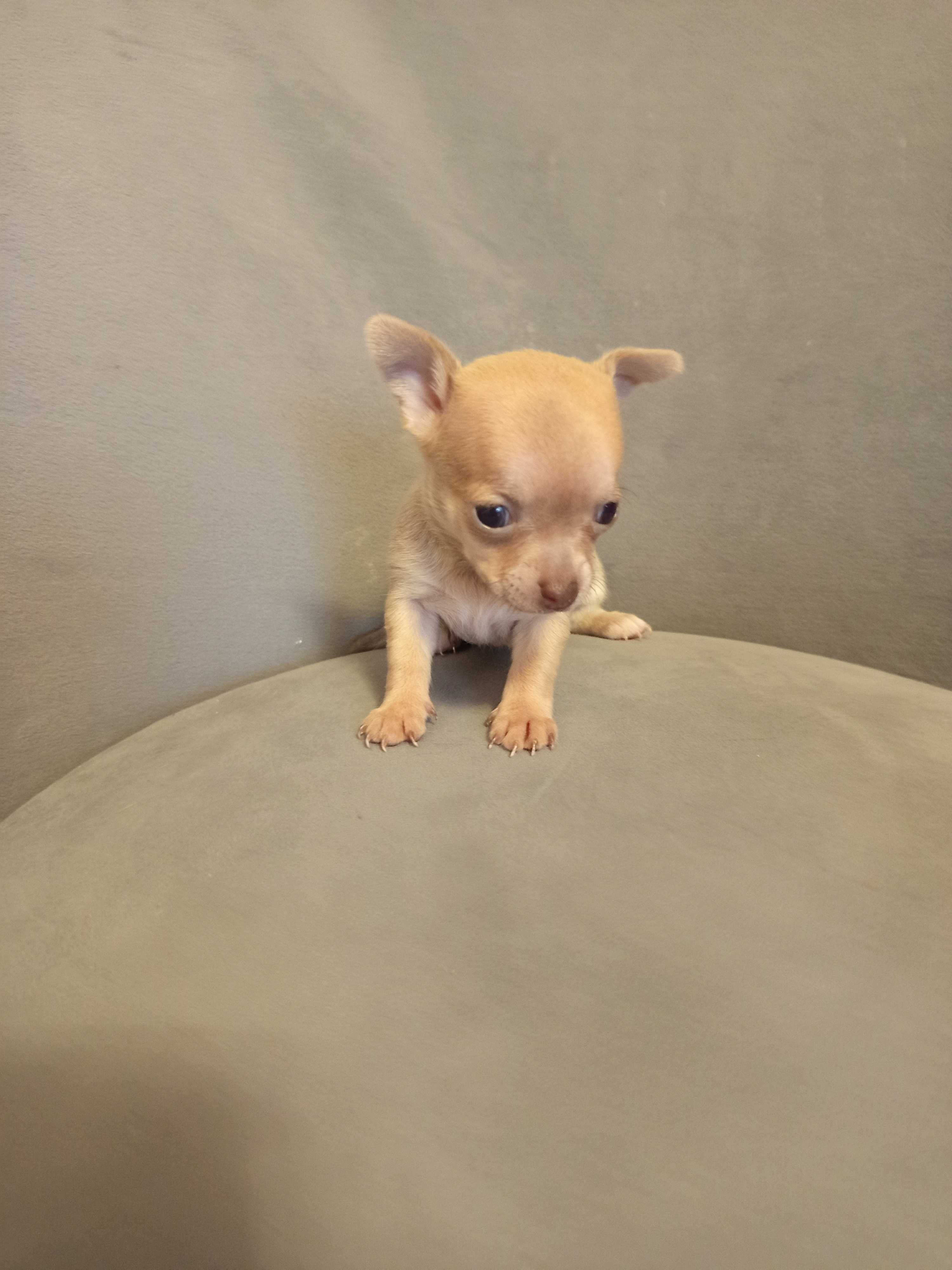 Szczeniaczki chihuahua