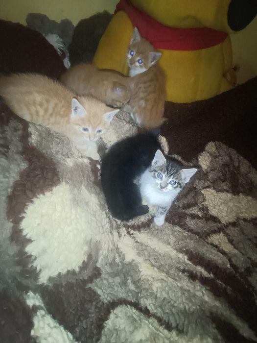 Oddam kotki w dobre ręce